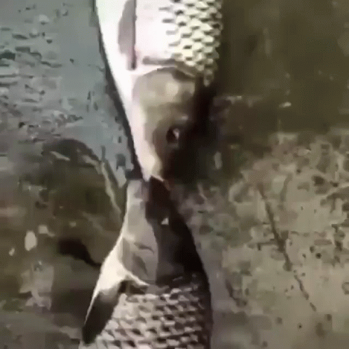 a fish in water with its mouth hanging out