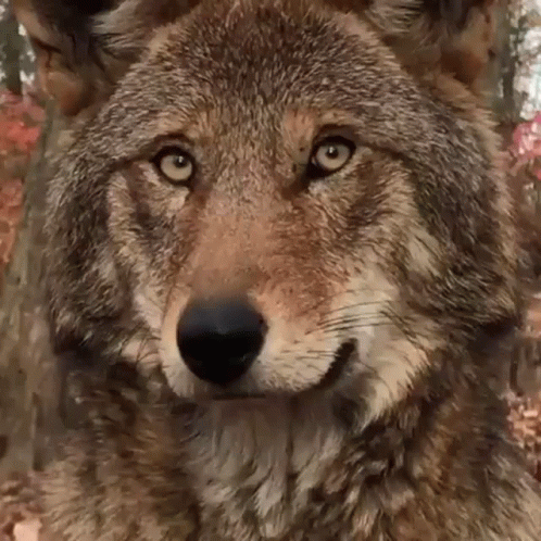 the wolf is looking at the camera with its big head