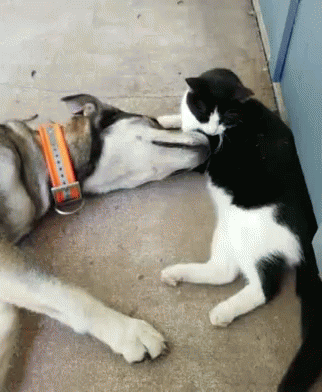 a cat licks the face of a dog