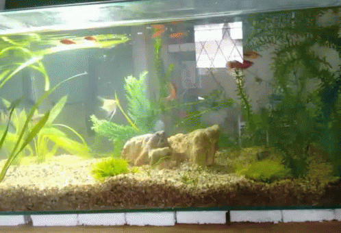 an aquarium filled with various types of fish and plants