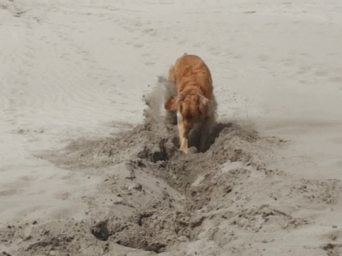 an animal digging a hole in the sand