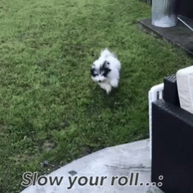 a small dog stands in a lawn near a garbage can