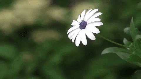 a single flower blooming near some grass