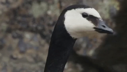 a duck with black and white feathers and a black head