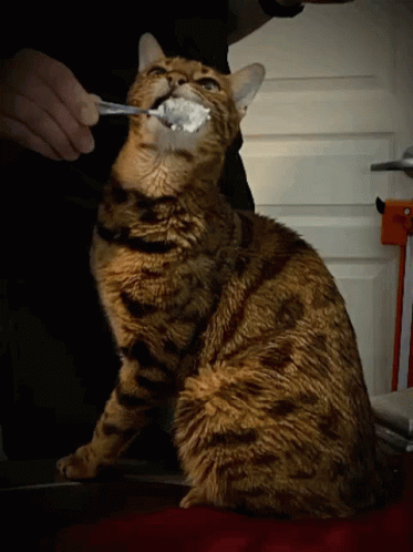 a cat is being fed with soing by a human