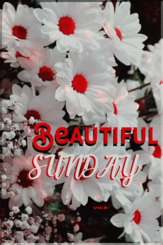 the blue text reads beautiful sunday with white daisies