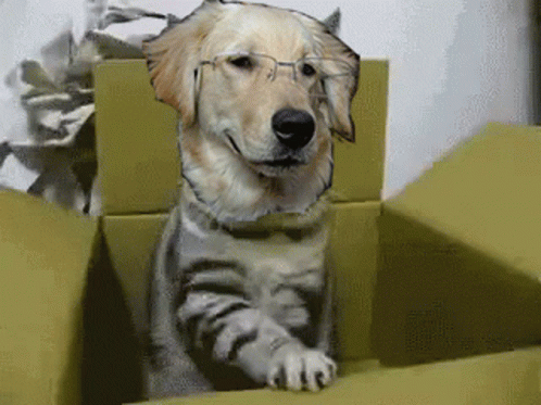 dog sitting on box with head between two legs