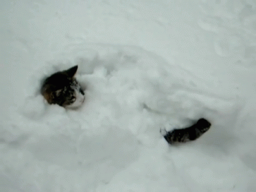 a black cat standing on top of snow covered ground