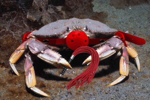 the blue crab is covered in a tiny chain and attached to a blue rubber hose