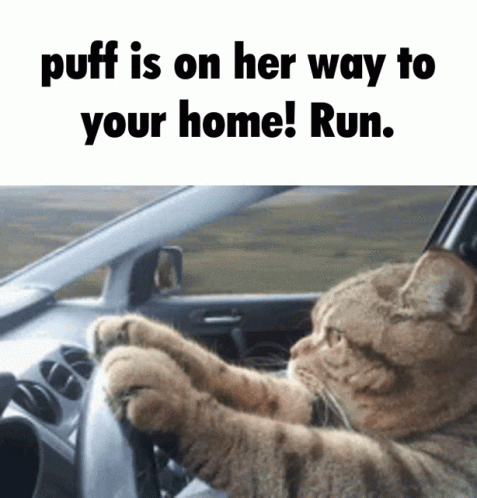 an image of the stuffed animal driving a car