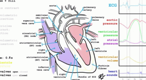 a diagram of the heart and its different types