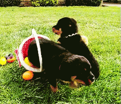 a picture of a dog playing with toys on the grass
