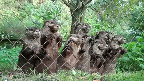 several monkeys are standing on all fours behind a fence
