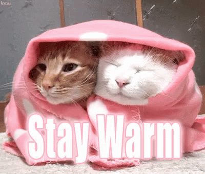 a cat and another cat in the hood with the caption stay warm