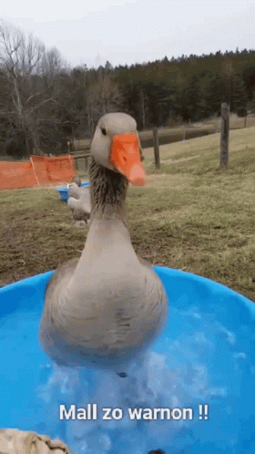 there is a duck floating in a yellow tub