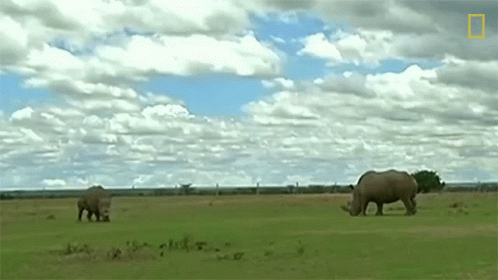 two rhinos grazing on some grass with a cloudy sky