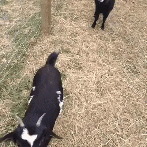 two calves are roaming through their enclosed pen