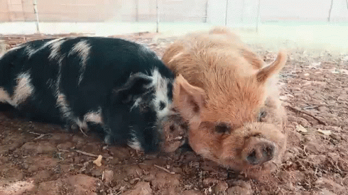 a baby boar and mother pig laying down together