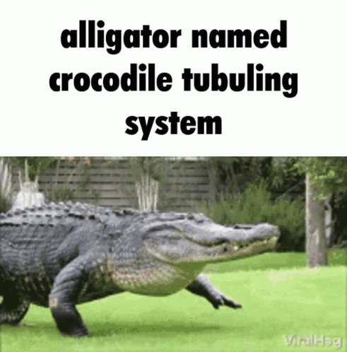 a alligator named crocodileie tubilig system