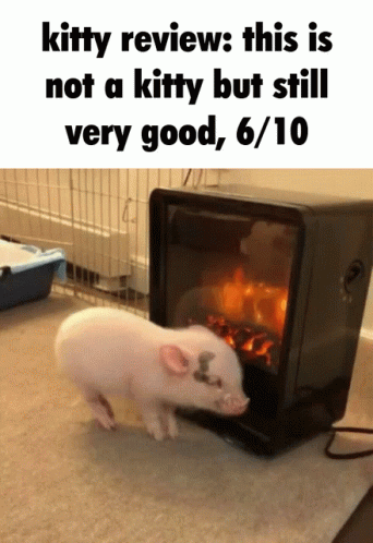 small white pig in front of a tv with a quote about kitty review