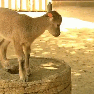 a donkey with a very cute horn standing on a rock