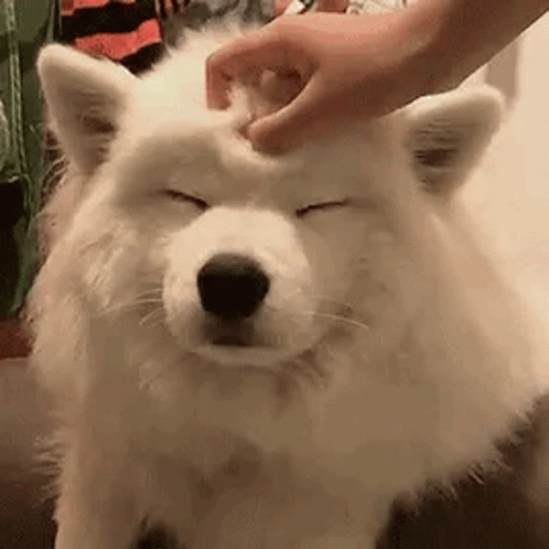 a person holding their head up to a white dog