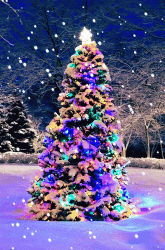 a brightly lit christmas tree in the winter