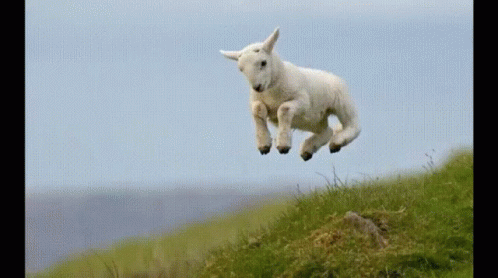 a baby lamb is standing and flapping into the air