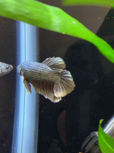 a fish with white tail standing in water