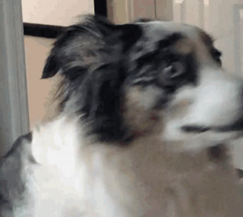 a dog with its mouth open and a mirror in the background