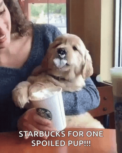 a person in a chair with starbucks drink and dog