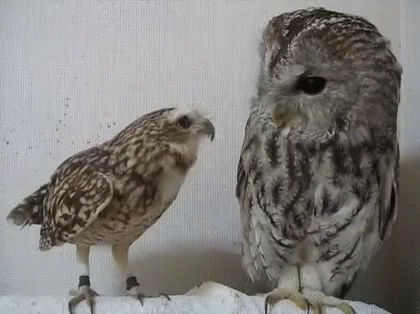 two birds that are standing in the snow
