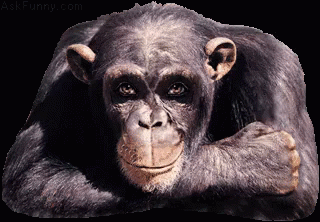 an artistic picture of a chimpanza's head