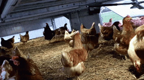 a group of chickens are shown in their pen