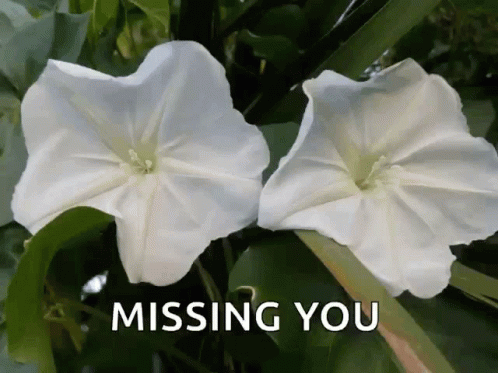 two white flowers and the words missing you