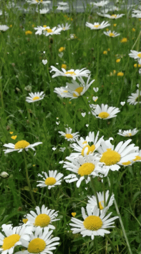 white daisies in the garden, with blue centers