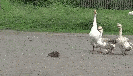 a group of geese fighting over food on the ground