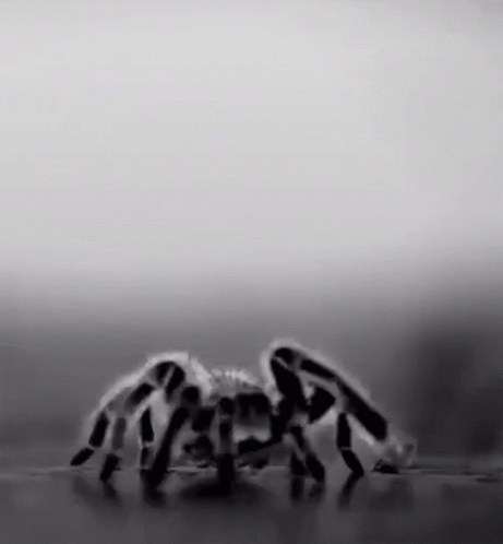 a spider on the ground with its head down