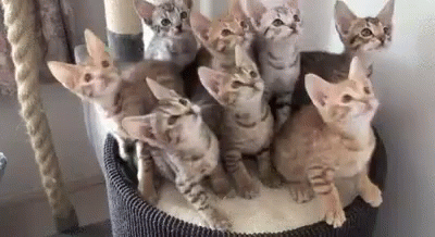 several cats posed together in an unusual display