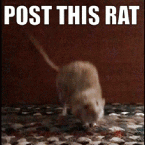white cat walking across a table next to a texting post this rat