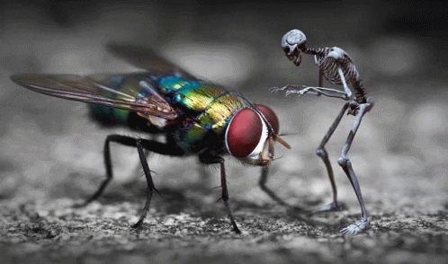 two colorful bugs look at one another and face each other