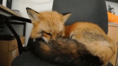 a fox that is laying down on a desk chair