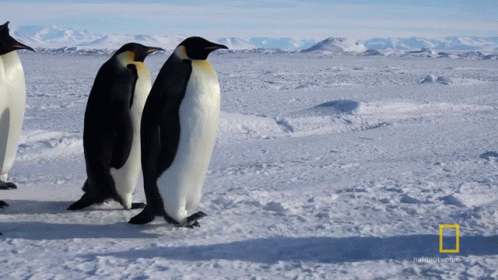 four penguins standing on a sand covered area