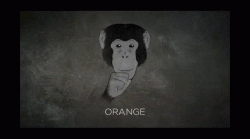there is a monkey with an orange on his head