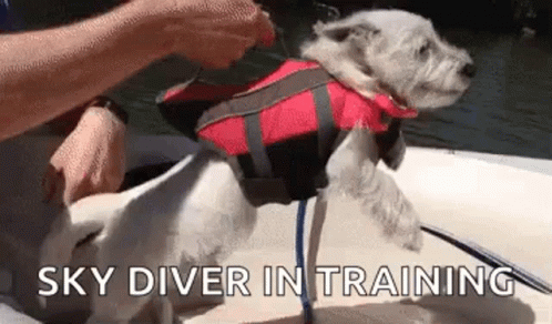 a dog is wearing a life jacket while in a raft