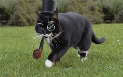 the cat is wearing a hat and glasses, and has a small watering tube in it's mouth