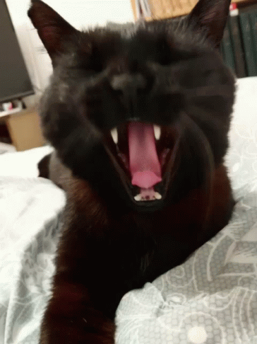 a black cat with its mouth open and it's teeth missing