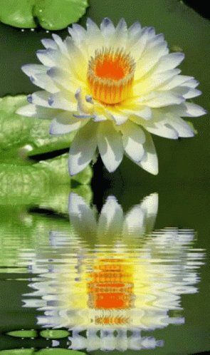 a flower is seen floating in the water
