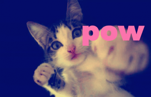 a black and white kitten sitting with it's paws up and its front paws on it, which say pow