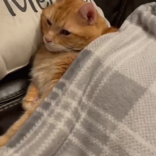 a kitten is hiding under the covers of a blanket